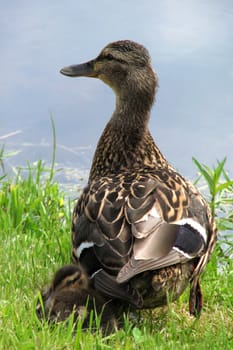 A wild duck with her duckling