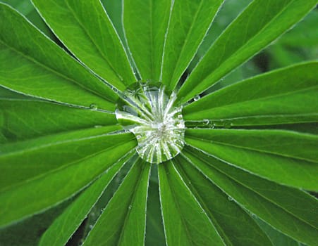 A rain drop in the middle of a lupin leaf