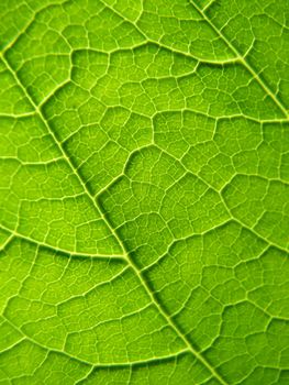 Texture of a green leaf in the sunlight