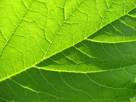 Texture of a green leaf in the sunlight