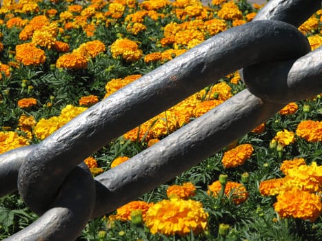 The chain blocking the acsess to the flower-bed