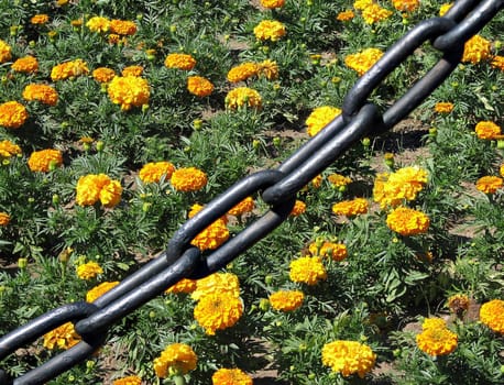 The chain blocking the acsess to the flower-bed