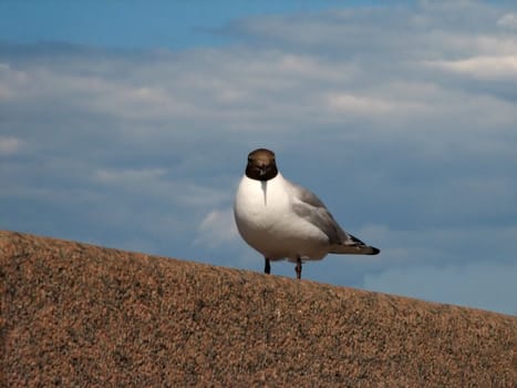 The seagull sitting on a parapet