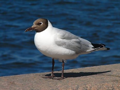 The seagull sitting on a parapet