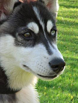 The face of a husky dog