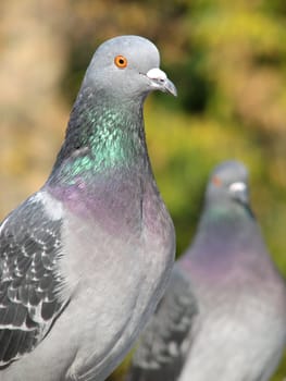 A portrait of a rock pigeon