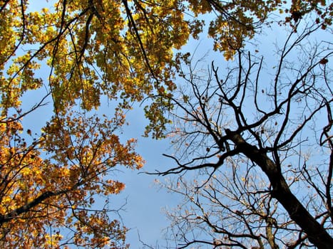 The treetops and blue sky in the autumn 