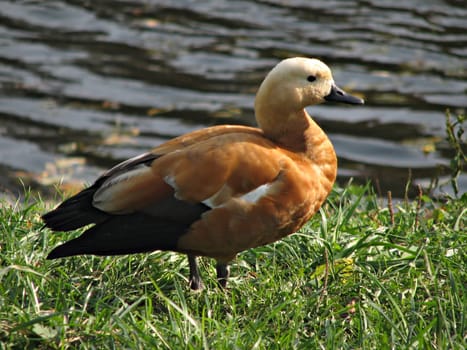 The sheldduck standing in the grass near a lake