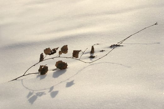 The branch of a little birch in the deep snow