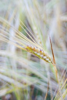 big cock of mature wheat spikes