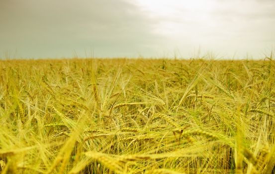 Ripened spikes of wheat field