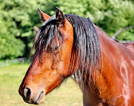 horse brown and trees