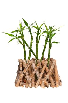 Green bamboo isolated on white background.