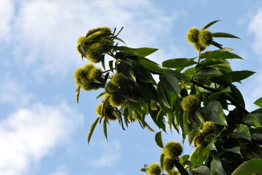 Young chestnuts on branchs with blue sky in background