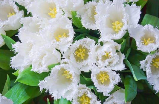 beautiful white tulips flower close up