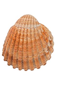 Sea conch isolated on white background.