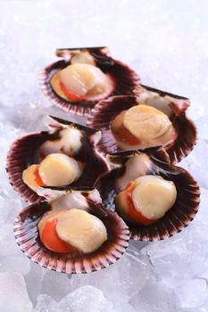 Raw queen scallops (lat. Aequipecten opercularis) on ice (Selective Focus, Focus the first scallop's meat)