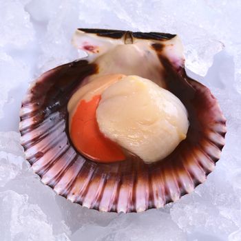 Raw queen scallop (lat. Aequipecten opercularis) on ice (Selective Focus, Focus the front of the scallop's meat)