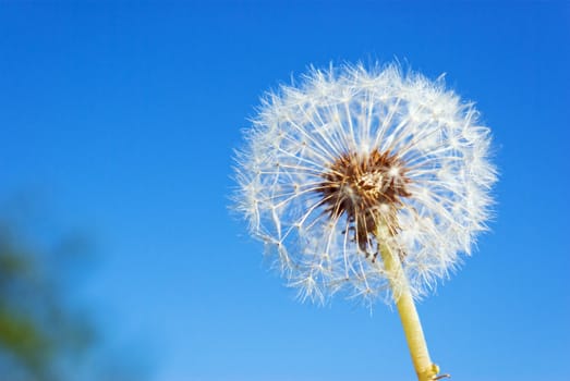fluffy dandelion against the blue sky