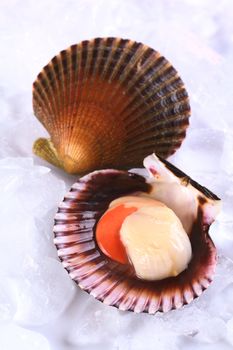 Raw queen scallop (lat. Aequipecten opercularis) with a colorful scallop shell on ice (Selective Focus, Focus the front of the scallop's meat)