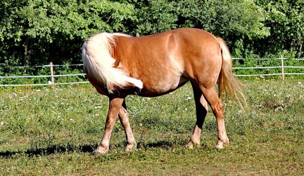 horse brown and white