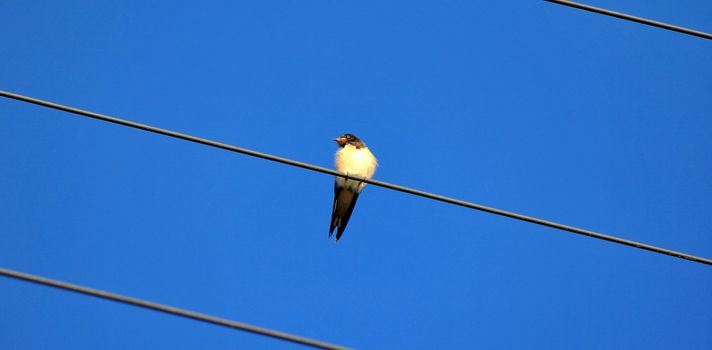 bird and sky blue