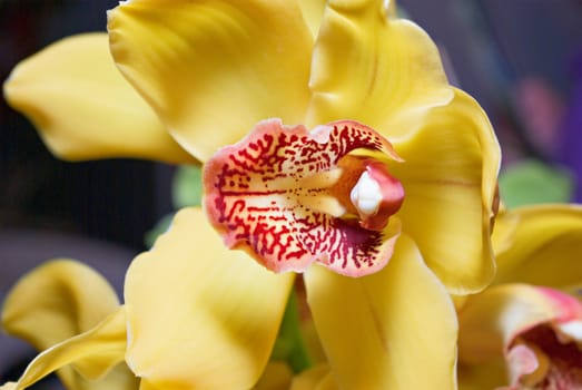 yellow orchid flowers on a dark background