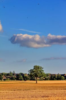 landscape and tree and clouds