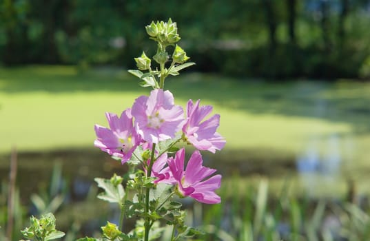 a beautiful lavatera flowers / growing wild mallow