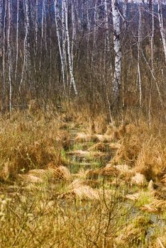 Impassable swamp in the birch forest