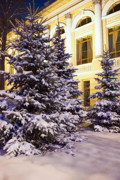 
Christmas Tree illuminated by a spotlight at night