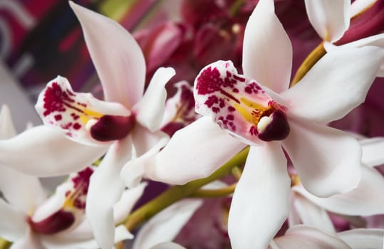 Fresh orchids bloom for the holiday
