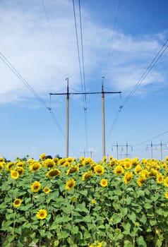  Power  line and Yellow sunflowers and blue sky