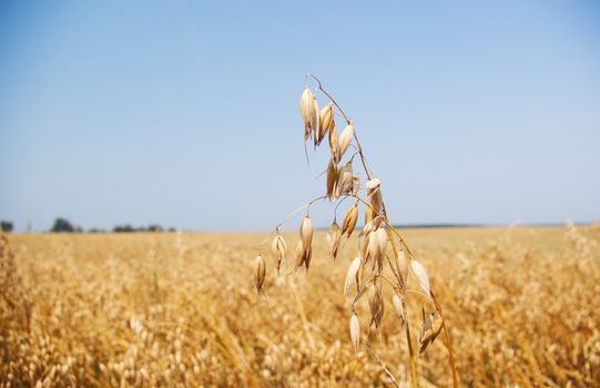 Ripened spikes of wheat field against a clear blue sky 