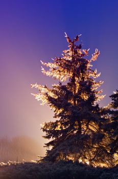 Christmas Tree illuminated by a spotlight at night