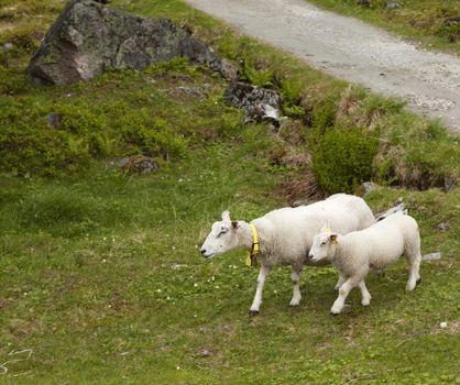 Ewe and lamb