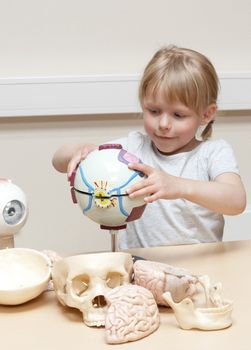 Cute litte girl (5 years old) playing with anatomical models of human eyes, brains and skulls