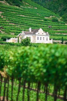 Luxury Villa in a Vineyard of Lower Austria