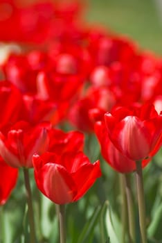 bed with red blossoming tulips close up