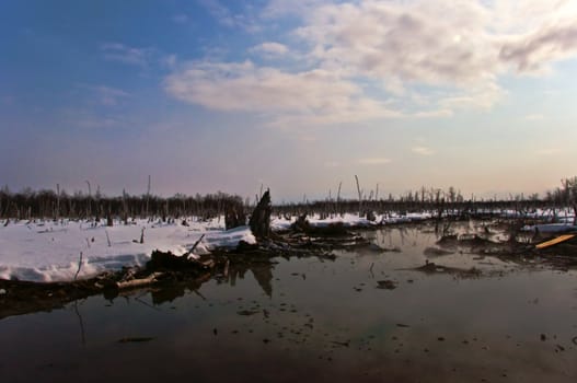 Bog in a winter season with branches