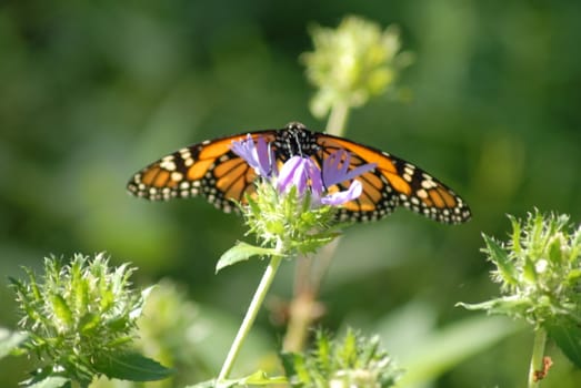 Monarch butterfly shown up close