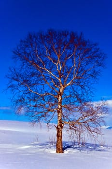 Oak tree in winter cold snow landscape