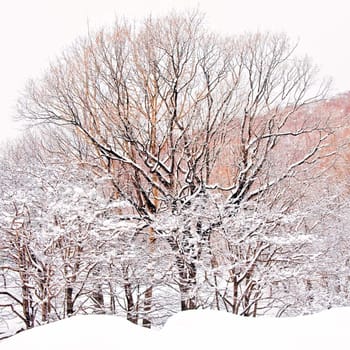 Oak tree in winter cold snow landscape