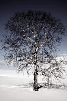 Oak tree in winter cold snow landscape