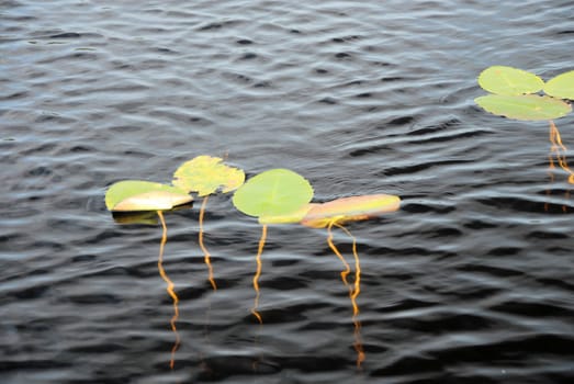 Water lily leaf, floating in the water.