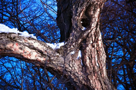 Oak tree in winter cold snow landscape