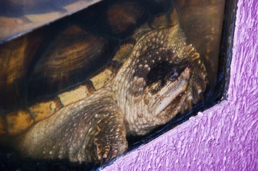 Underwater landscape with the big and old turtle