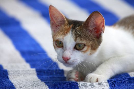 The homeless cat lays on a towel