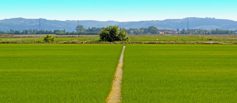 A furrow cutting in the middle ofa rice field