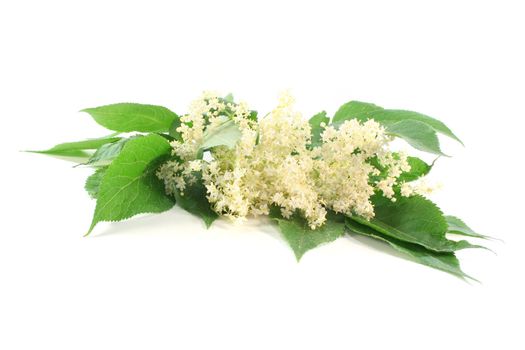 a branch of elder flowers with leaves on white background